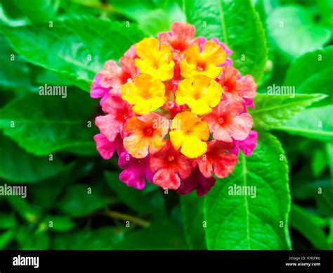 Lantana Mix Light Pink Magenta Yellow Water Drop On Flower Stock Photo