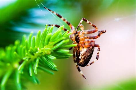 Aranha De Jardim Europeia Chamada Aranha Cruzada Araneus Diadematus