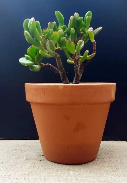 CRASSULA OVATA GOLLUM Gollum Jade Finger Jade Tree Bonsai