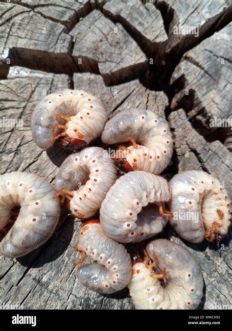 rhinoceros beetle, Rhino beetle larvae on an old wood stump. Large ...