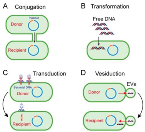 Conjugation, transformation, transduction, and vesiduction -the four... | Download Scientific ...