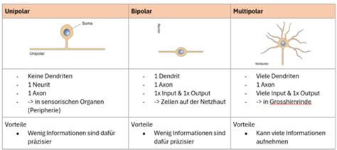 Biopsychologie I Ii Karteikarten Quizlet