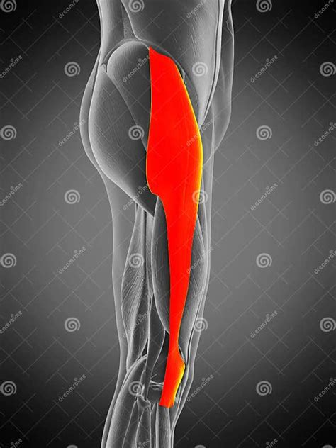 Tensor Fascia Lata Stock Illustration Illustration Of Anatomical 168623453