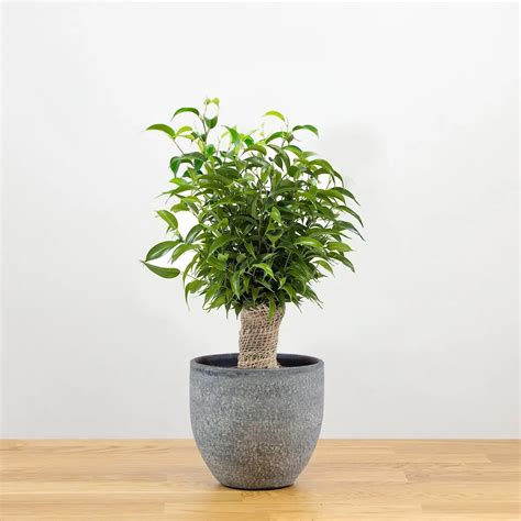 Comment Tailler Le Ficus Benjamina Et Quand Effectuer Une Taille S V Re