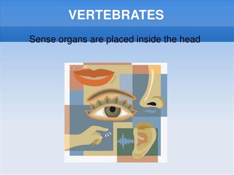 Ppt Vertebrates Powerpoint Presentation Free Download Id 6670246