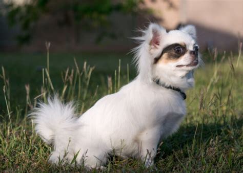 types  chihuahua breed variations  characteristics