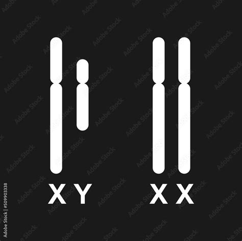 Scientific Designing Of Human Sex Chromosomes Xy Sex Determination System X And Y Chromosomes