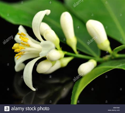 Lemon Tree Flowers High Resolution Stock Photography and Images - Alamy