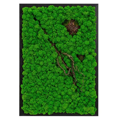 Buy LVZHIHUAN Moss Wall Decor Real Preserved Moss No Maintenance