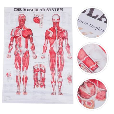 MENSCHLICHE ANATOMIE DIAGRAMM Poster Zur Gesichtsanatomie Skelett