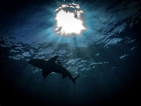 Shark Shadow Photograph By Ryan Nelson Fine Art America