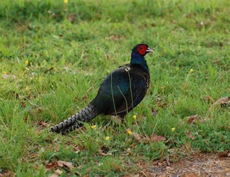 Green Pheasant – birdfinding.info