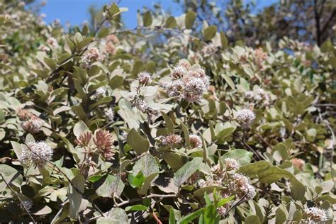 Tola Blanca Proustia Pyrifolia Vivero Pumahuida