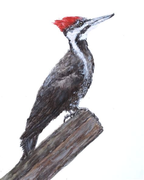 Pileated Woodpecker Watercolor Fine Art Print From An Original Etsy