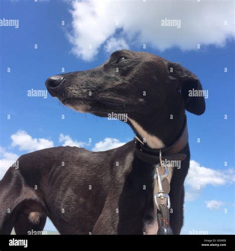 Black Greyhound High Resolution Stock Photography And Images Alamy