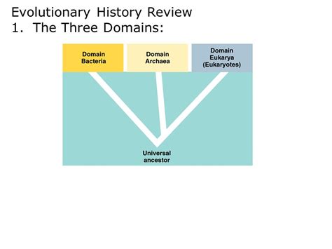 Evolutionary History Review 1 The Three Domains Ppt Download