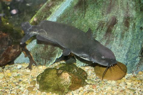 Channel Catfish Ictalurus Punctatus Channel Catfish Ict Flickr