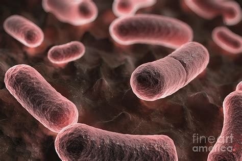 Yersinia Pestis Black Plague Photograph By Science Picture Co