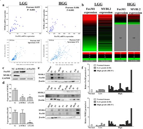 Co Expression Of Mybl And Foxm In Glioma A Foxm And Mybl Mrna