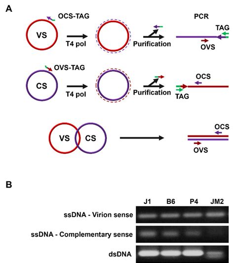 Strand Specific Amplification With Fsmv Infected Samples A Schematic