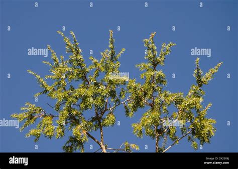 Canary Islands Juniper Stock Photo Alamy