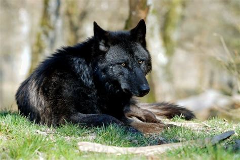 Canine Distemper Virus Outbreaks Are More Likely To Kill Black Wolves ...