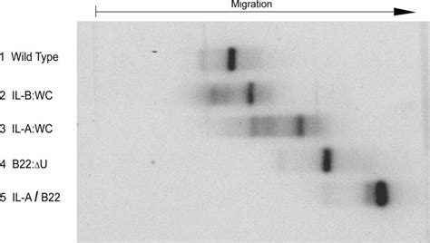 Recognition Of The KT BC1 Motif By HnRNP A2 Wild Type BC1 RNA Lane 3