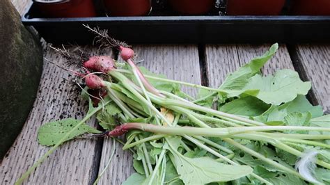 Harvesting My Radishes Youtube