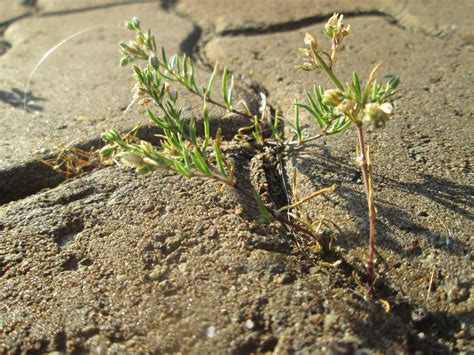 Chaenorhinum Minus Kleines Leinkraut Chaenorhinum Minus Flickr