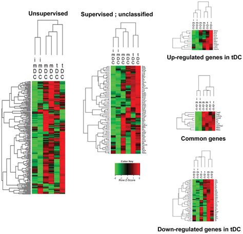 Hierarchical Clustering Of Genes Differentially Expressed In Different