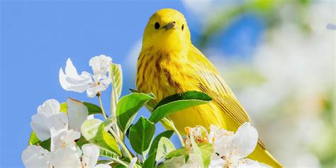 Arti Mimpi Menangkap Burung Kenari Menurut Primbon Jawa Benarkah