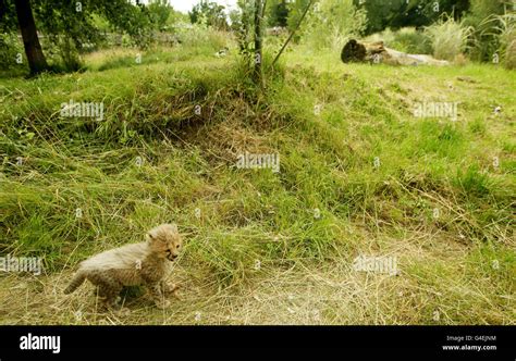 Cheetah Cubs At Chester Zoo Stock Photo Alamy