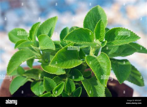 Ajwain Plant Leaves