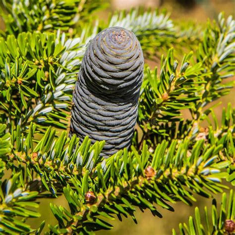 Fir tree cones stock photo. Image of symbol, cones, concept - 123320860