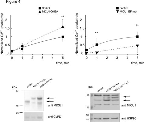 Effects Of Micu Mutations On The Mitochondrial Ca Uptake Rate