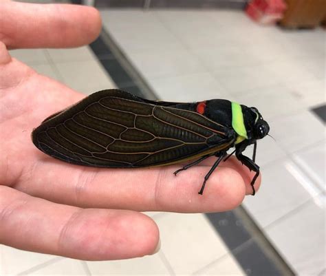 Tacua Speciosa Cicada From Borneo Cool Insects Beautiful Bugs Cicada