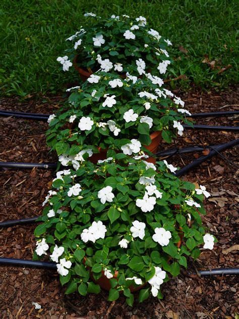 Impatiens Beacon White Pearl Truck Crops Trial Garden