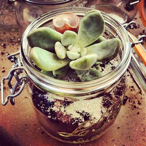 Make Your Own Beautiful Terrarium Inspiring Ideas Beautiful