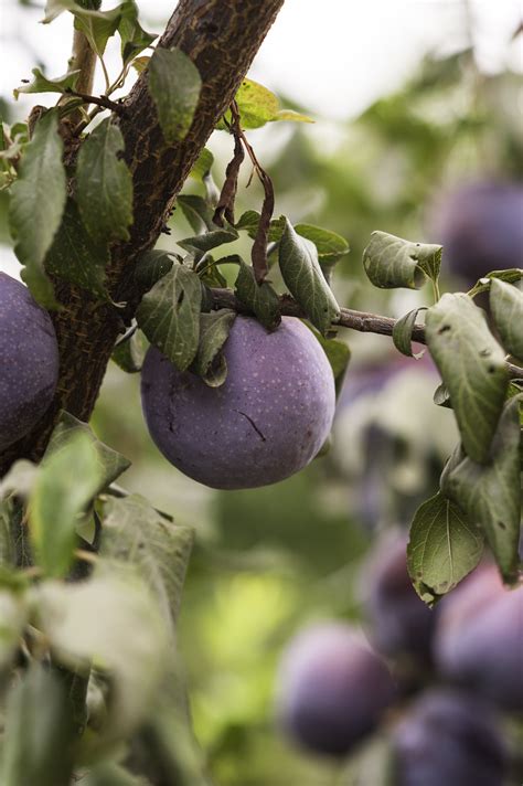 Purple Honey Plums Make Global Debut in China | Produce Report