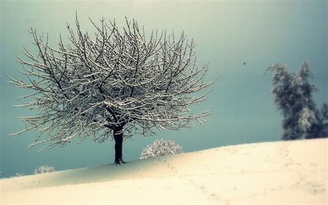 Fondos De Pantalla Paisaje Naturaleza Nieve Invierno Rama Ma Ana