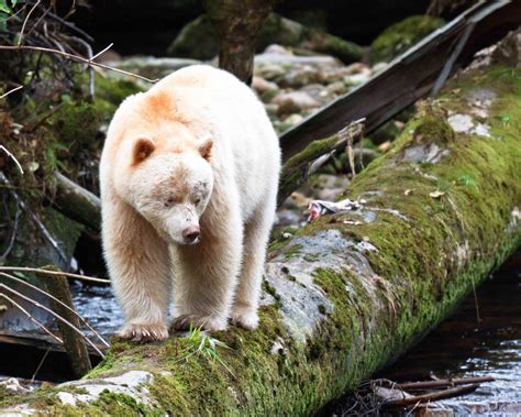 Spirit Bear in the Great Bear Rainforest | Smithsonian Photo Contest ...