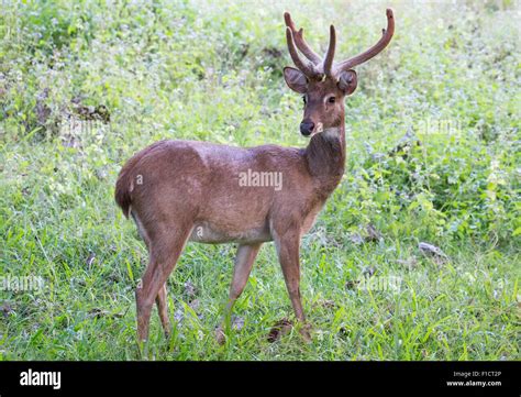 Eld S Deer Panolia Eldii An Endangered Species Of Deer Huai Kha