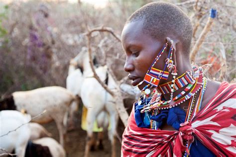 Cattle: The Center of Maasai Life | Adumu Impact