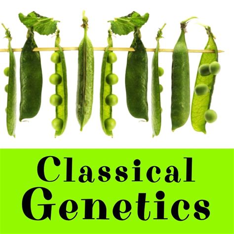 Classical Genetics | Fun science, Life science, Science activities