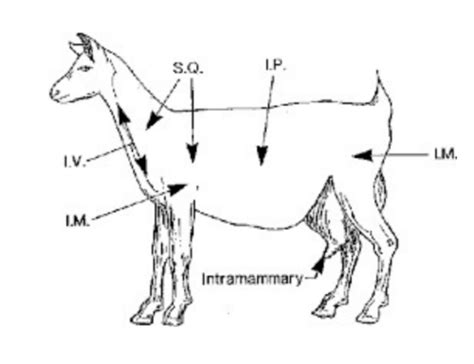 Cvs Goats Flashcards Quizlet