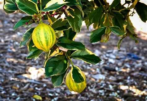 Pink Lemon Tree - Database Plants