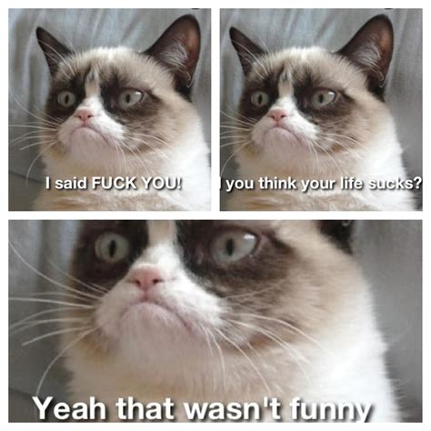 Angry Cat says... | Funny grumpy cat memes, Cat memes, Grumpy cat