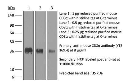 Bioxcell Cd Bxc Be