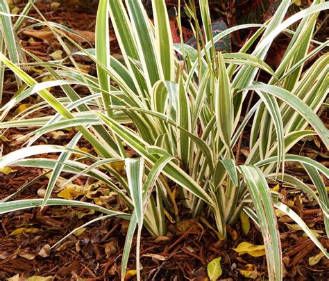 Variegated Flax Lily Shrubs At Lowes