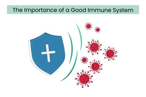 The Importance Of A Good Immune System Danai Wellness